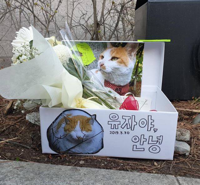 '국민대 고양이 추어오'가 캠퍼스 내에 마련한 유자 추모 공간. '국민대 고양이 추어오' 페이스북 캡처