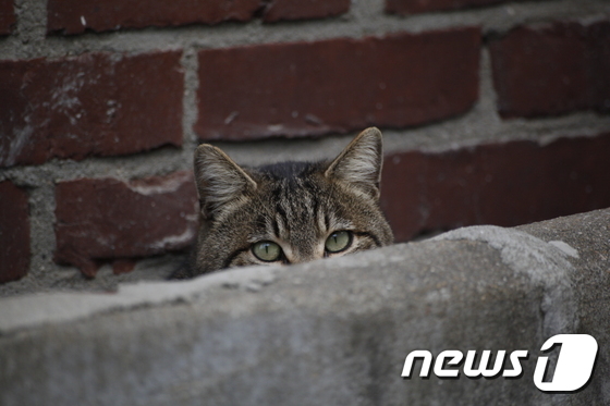 길고양이. (최인기 사진작가 제공) © News1