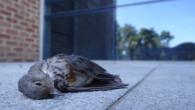 국내에서만 하루 2만 마리 새들이 투명 유리창에 충돌해 생을 마감합니다.