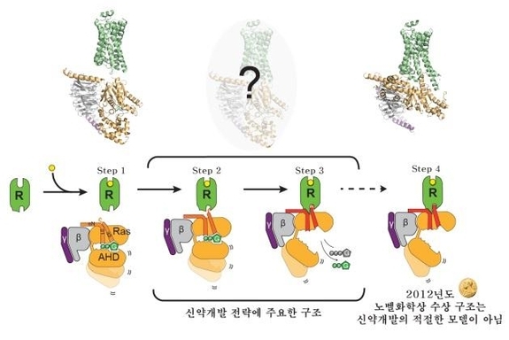 G단백질수용체(초록색)가 G단백질(주황, 회색, 보라색 복합체)과 결합해 활성화되도록 유도하는 순차적 변화. 2012년 노벨화학상이 수여된 구조(step 4)는 G단백질이 활성화된 이후의 구조이며 실제 세포 내에서 형성되는 구조가 아닐 수도 있다. 오히려 G단백질이 결합한 초기(step 2,3) 구조가 효과적이고 안전한 신약개발 전략에 도움이 된다. /과학기술정보통신부 제공