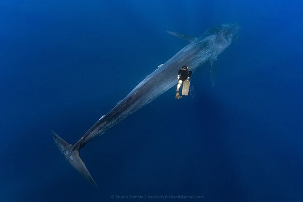 대왕고래는 최대 길이 33m, 몸무게 179t에 이른다/사진=스튜디오 얌모