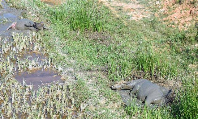 들판의 소들도 더워서 드러누웠다. 흙탕물에 들어가 뒹굴며 더위를 식히고 있는 모습.