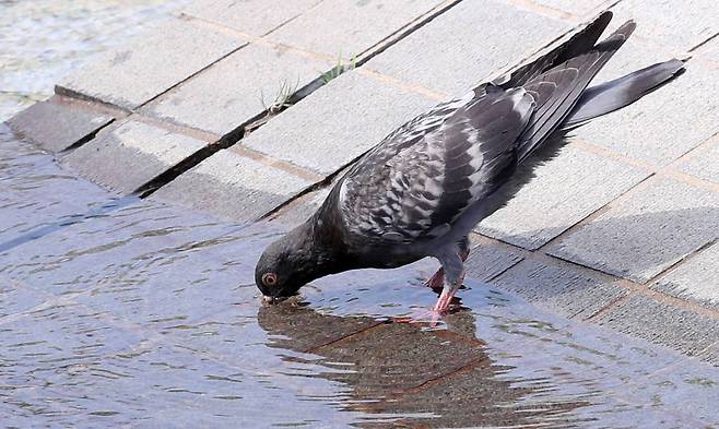 따뜻한 서풍이 유입되며 초여름 더위가 찾아온 22일 오후 서울 영등포구 여의도 한강공원에서 비둘기가 물을 마시고 있다./사진=김휘선 기자