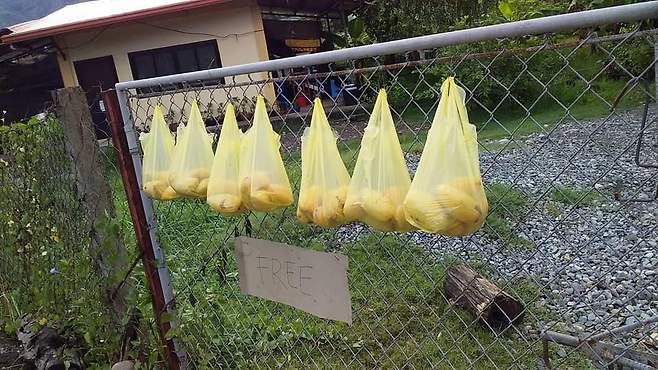절반 이하로 떨어진 망고 가격에 필리핀 루손의 일부 농민들은 공짜로 망고를 나눠주고 있다. /사진=DWRS Commando Radio Global 페이스북