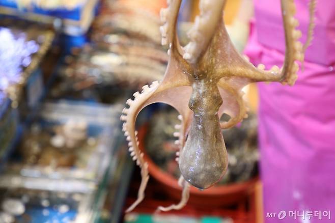 낙지 /사진= 함혜강에디터