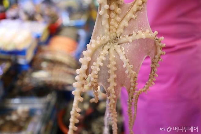 낙지의흡반의 흡착력이 강하면서도 활발하게 움직이는 것을 골라야 한다/사진=함혜강에디터