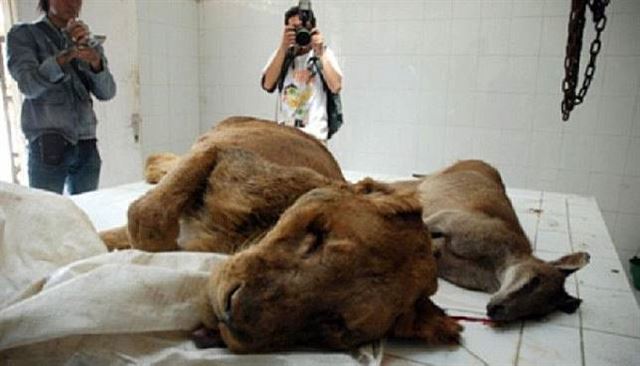 인도네시아 동물원의 사자와 사슴 사체. 현지 매체 캡처
