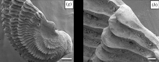 바위를 갉는 드릴의 날로 쓰이는 조개의 축소된 껍데기 전자현미경 사진. 루벤 쉽웨이 외 (2019) ‘영국 왕립학회보 생물학’ 제공.
