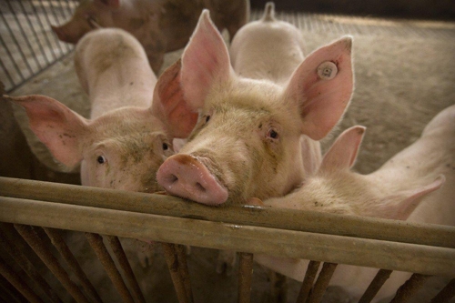중국의 돼지 농장 AP 통신 사진 캡처