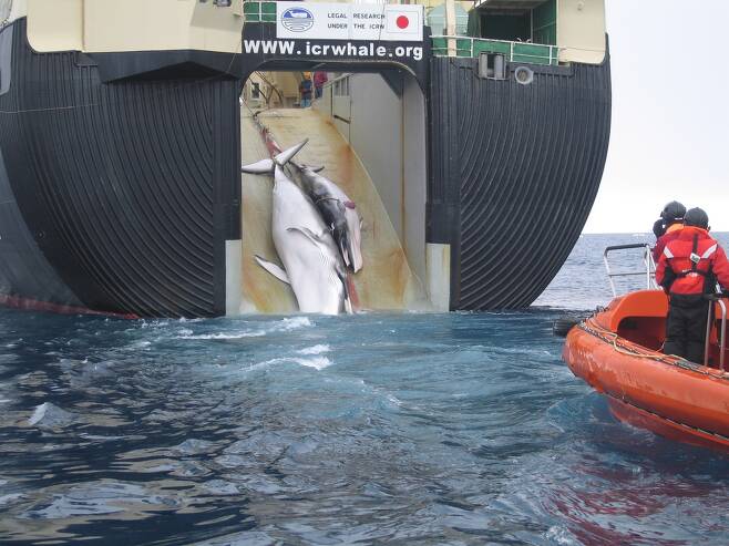 일본 포경선이 과학적 목적을 이유로 남극해에서 밍크고래를 잡는 모습. 오스트레일리아 관세청, 위키미디어 코먼스 제공.