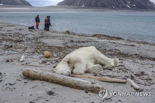 지난해 7월 노르웨이의 한 해안에 죽어 있는 북극곰[EPA=연합뉴스 자료사진]