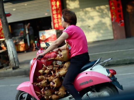 중국의 한 여성이 도살한 개를 싣고 이동하고 있다. 중국 남부의 광시성 위린시는 개고기 축제를 개최한다. 개를 도살하는 과정이 비윤리적인 경우가 많아 동물보호단체의 비난을 받고 있다. [AP]