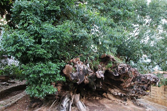 태풍으로 쓰러진 녹나무, 구산중촌의 와장.