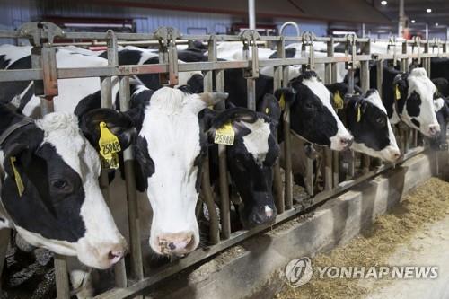 미국의 한 농장에서 집단 사육되는 젖소들 [AP=연합뉴스]