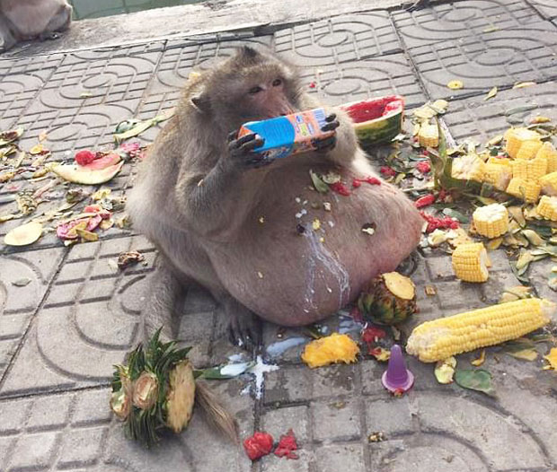 관광객이 던진 먹이를 주워 먹다 초고도비만에 시달렸던 태국 원숭이가 실종 5개월이 지나도록 모습을 보이지 않고 있다/사진=바이럴프레스
