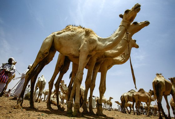 수단 옴두르만의 한 시장에서 지난 10일(현지시간) 낙타를 팔기 위해 대기하고 있다. [AFP=연합뉴스]