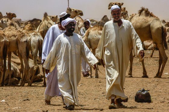 수단 옴두르만의 한 시장에서 지난 10일(현지시간) 현지인들이 낙타 구매를 위해 주변을 둘러보고 있다. [AFP=연합뉴스]