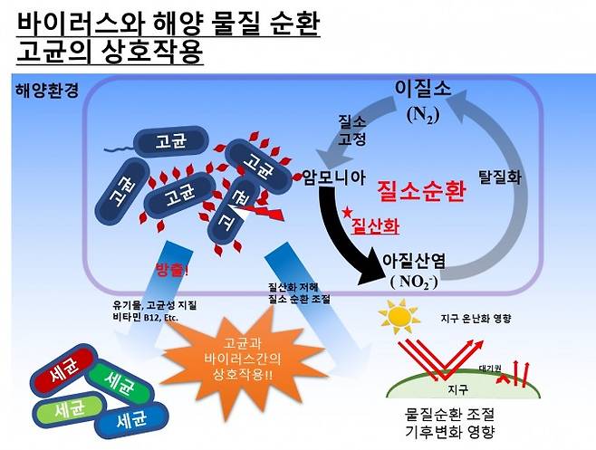 고균의 해양 생태계의 물질순환 모식도로 나타냈다. 바이러스에 의해 감염된 고균은 유기물 및 비타민 B12와 같은 다양한 물질을 방출하고, 질산화와 N2O(아산화질소) 생산이 감소함으로써, 생태계의 물질 순환에 중요한 역할을 할 것으로 추정된다. 과학기술정보통신부 제공