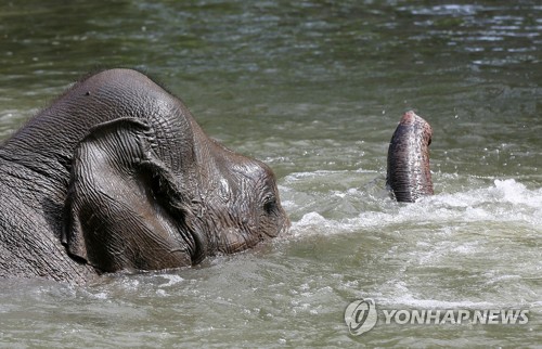 동물원 코끼리도 '덥다, 더워' [AFP=연합뉴스]