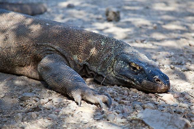 코모도왕도마뱀은 제 몸보다 큰 포유류를 먹고는 한 달 간 굶는다. 배가 부르면 소화시키느라 잘 움직이지 않는다. 최승표 기자