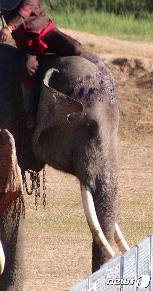 사진 아방다발릭(abang da balik) 트위터 캡처© 뉴스1