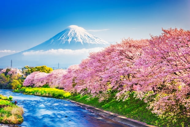 일본 여행 상품을 대표하는 '후지산' 그리고 벚꽃(사쿠라)의 이미지. 사진=게티이미지 뱅크