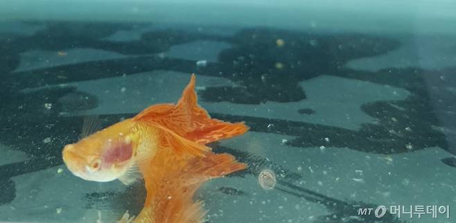 구피 품평회에서 전체 2위를 차지한 '알비노 갤럭시' /사진=정현수