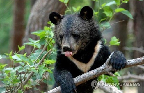반달가슴곰(이번에 새로 발견된 곰과는 무관함) [연합뉴스 자료 사진]