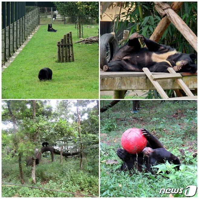 베트남 애니멀스아시아 곰 생츄어리(사진 위), 캄보디아 프리더베어스 곰 생츄어리(사진 아래). 사진 곰 보금자리 프로젝트 제공 © 뉴스1