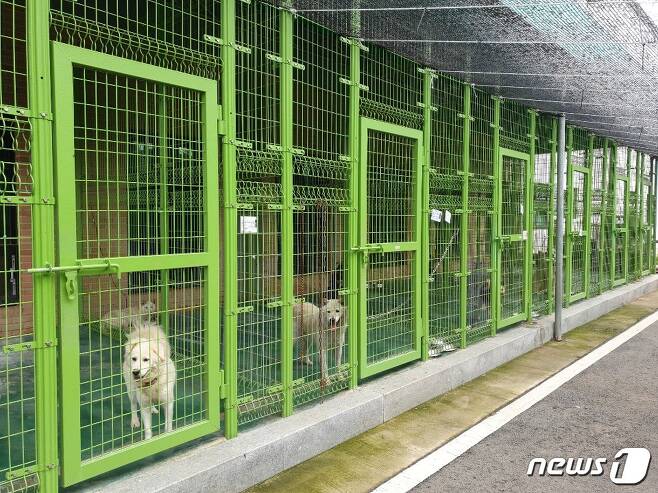 용인시 유기동물 보호소 © 뉴스1 김연수 기자