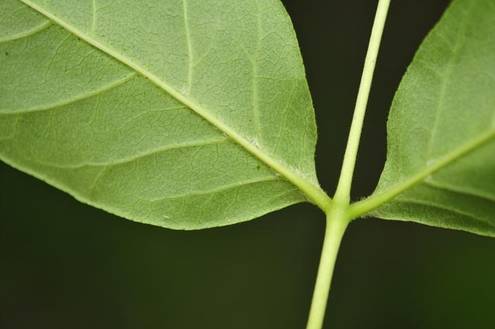 쉬나무는 잎 뒷면 맥겨드랑이에 흰 털이 있다