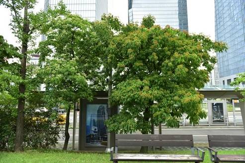 여의도공원의 쉬나무는 왼쪽의 것이 수그루, 오른쪽의 것이 암수한그루다