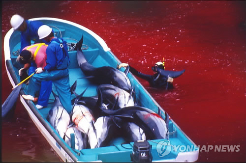 지난 2010년 촬영된 일본 다이지 마을의 돌고래 사냥 [EPA=연합뉴스]