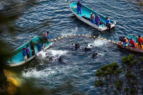 2014년 1월, 잠수복 입은 어부들이 일본 다이지 코브에서 돌고래 사냥을 하고 있다. 연합뉴스