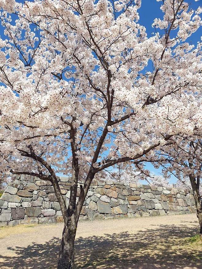 '왜군 승전 기념 벚나무' 원래 선진리성 안에는 여러 건물들이 있었지만 지금은 흔적을 찾아볼 수 없고 그 자리에 벚나무들이 가득 자리하고 있다. 이 벚나무들은 일제 강점기 시절에 처음 심은 것으로 알려져 있다.