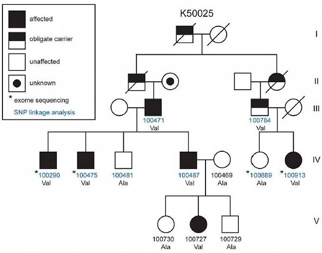 적정 수면시간이 꽤 짧은 구성원이 포함된 가계 가운데 하나인 K50025를 분석한 결과 수면시간이 평균보다 두 시간 정도 짧은 사람들(검은색)은 β1-아드레날린수용체 단백질의 187번째 아미노산이 발린(Val)인 변이형으로 밝혀졌다. 네모는 남성, 동그라미는 여성이고 빗금은 사망자다. ′뉴런′ 제공