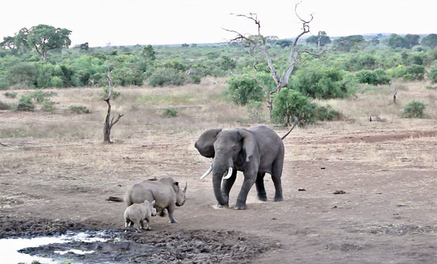 남아프리카공화국 크루거국립공원에서 어미 코뿔소가 새끼를 지키기 위해 온몸을 내던졌다./사진=크리슈나 툼말라팔리 인스타그램