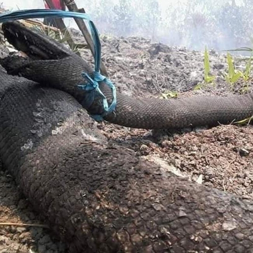 인니 칼리만탄 산불 현장서 발견된 초대형 뱀 [Garda Satwa Foundation 페이스북]