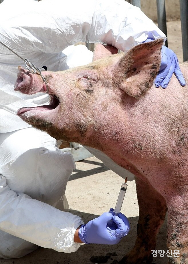 지난 5월 31일 강원 양구군의 한 양돈 농가에서 가축방역 관계자들이 아프리카돼지열병(ASF) 검사를 위해 돼지 채혈을 하고 있다. 연합