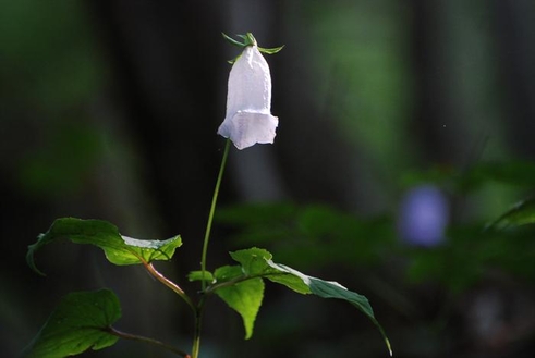흰색에 가까운 금강초롱꽃(강원도 화천군 광덕산)