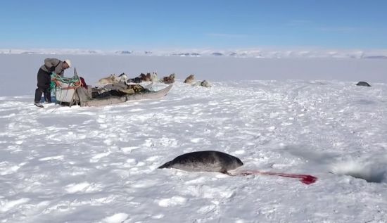 북극에는 원주민인 '이누이트'들이 아직도 사냥을 하면서 살고 있습니다. [사진=유튜브 화면캡처]