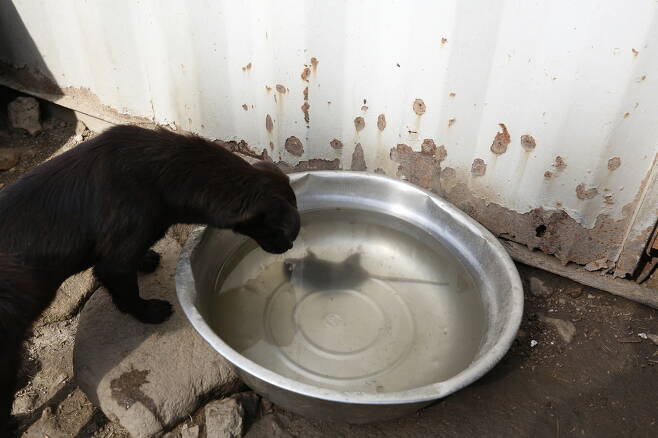 죽은 쥐가 담긴 물을 할짝이던 강아지. 사진 전헌균 EPA 한국주재기자 제공