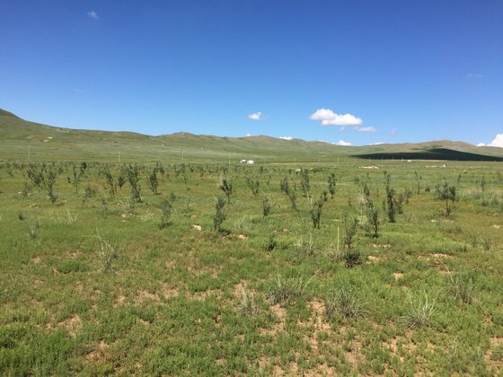 몽골 아르갈란트 '서울시 미래를 가꾸는 숲'의 여름 풍경. 1년생 나무들이 줄지어 심어져 있다. [사진 푸른아시아]