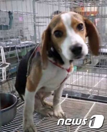 유기동물보호소에 있을 때 봄이 모습. 사진 비글구조네트워크 제공© 뉴스1