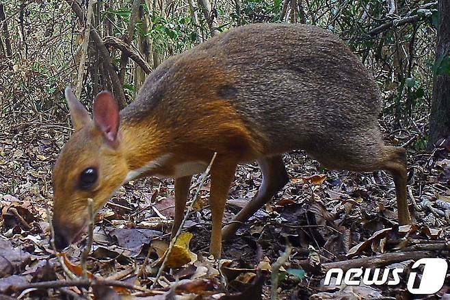 베트남 열대림에서 발견된 쥐사슴. © AFP=뉴스1