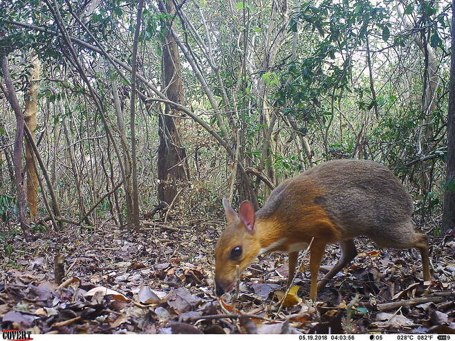 멸종된 줄 알았던 세계 최소형 발굽 동물인 ‘쥐 사슴’이 남베트남 열대림에서 재발견됐다. 지구 야생동물 보전(GWC) 제공.