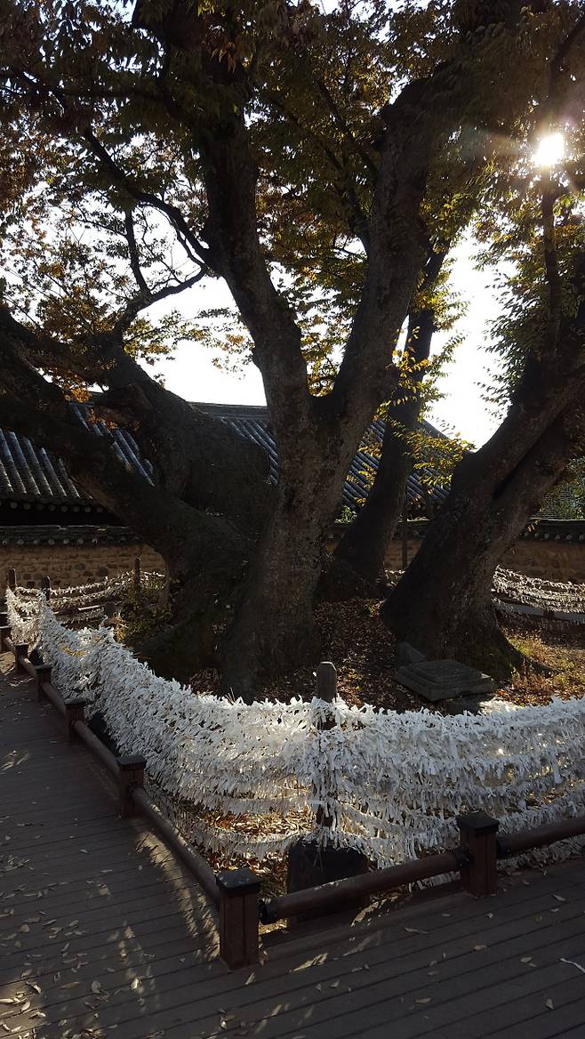 화회마을 중앙에 있는 수령 600년의 느티나무 삼신당 신목. 하회마을 입향조인 류종혜가 심은 나무라 전해진다