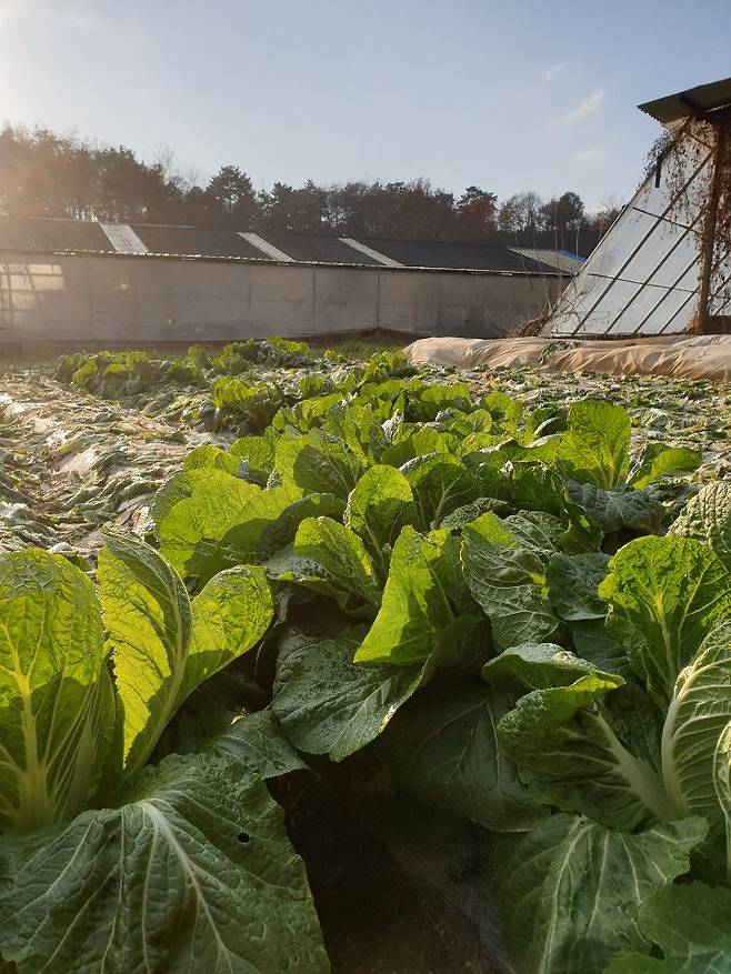 장점마을 들녘에 방치된 배추들. 암 발병 소식이 알려지자 마을에서 재배한 농산물의 판로가 막혔다. 익산=김준희 기자