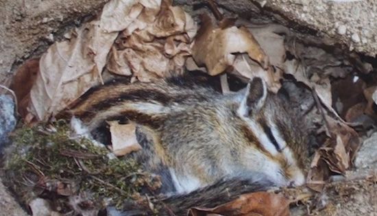 땅 속에서 겨울잠을 자는 다람쥐의 모습. [사진=유튜브 화면캡처]
