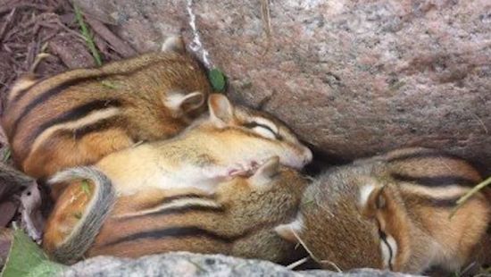함께 잠든 다람쥐 가족의 모습. [사진=유튜브 화면캡처]